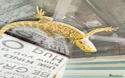 Bearded Dragon reptiles for sale: 🔥SALE🔥LAST 4 Baby Bearded Dragons ### £140 ##  - Image 14