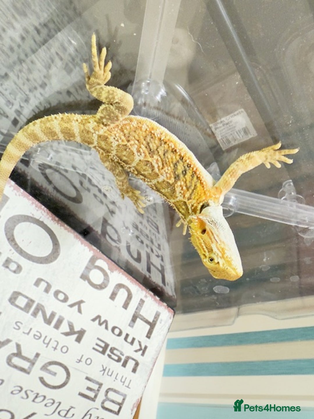 Bearded Dragon reptiles for sale: 🔥SALE🔥LAST 4 Baby Bearded Dragons ### £140 ##  - Image 14