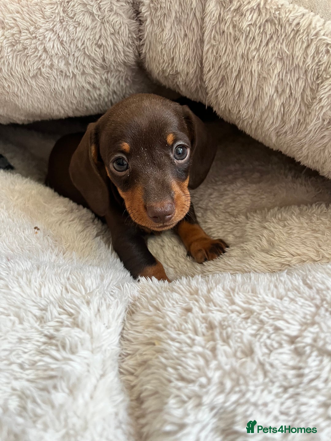 Miniature Dachshund dogs for sale: Miniature dachshunds READY for forever home 🐶🤎 - Image 33