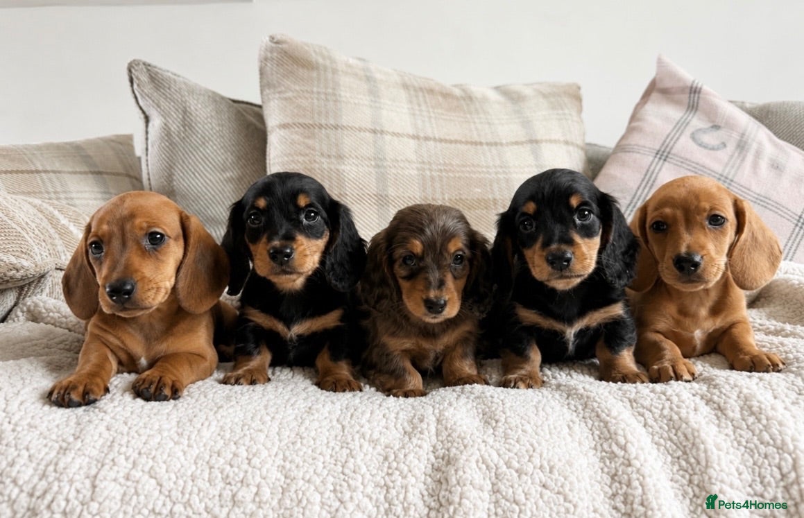 Dachshund dogs BEAUTIFUL KC REG & PRA CLEAR MINI DACHSHUNDS🩷💙 - Advert 1