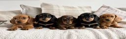 Dachshund dogs for sale: BEAUTIFUL KC REG & PRA CLEAR MINI DACHSHUNDS🩷💙 - Advert 6