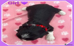Cavalier King Charles Spaniel dogs for sale: 🐾 ADORABLE CAVALIER KING CHARLES SPANIEL PUPPIES  - Image 10