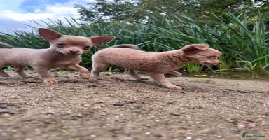 Chihuahua dogs - Advert 7