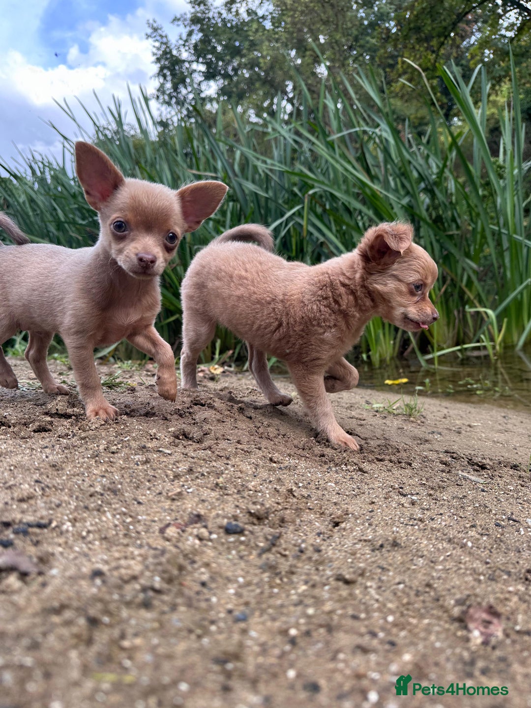 Chihuahua dogs for sale: Last Pup left! Ready for his new home!  - Image 3