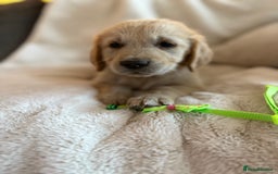 Golden Retriever dogs for sale: Golden retriever puppies ready to go  NOW 🐶🐾🦴  - Image 32