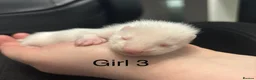 Ferret rodents for sale: Ferret kits  - Advert 3