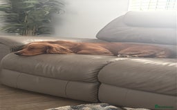 Cocker Spaniel dogs for sale: Working cocker spaniel  - Advert 3