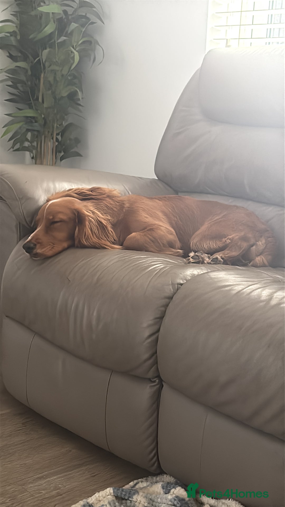 Cocker Spaniel dogs for sale: Working cocker spaniel  - Advert 3