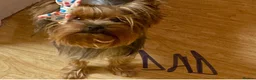 Yorkshire Terrier dogs for sale: 3 female Yorkies.Dad KC registered,Mum pedigree - Advert 4