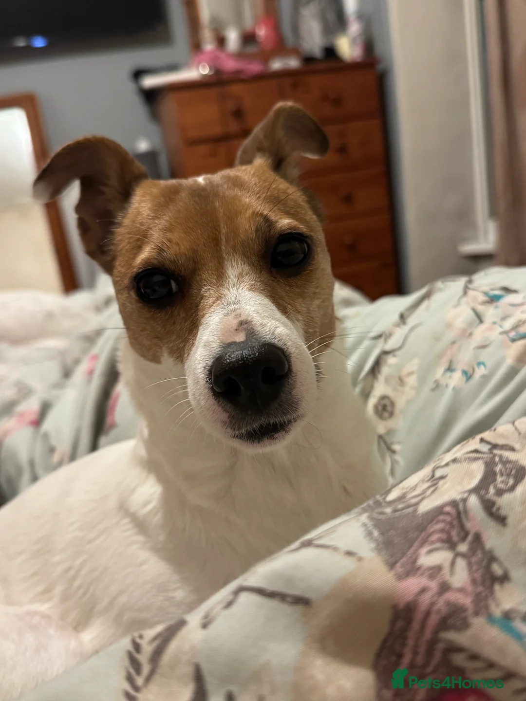 Jack Russell dogs for sale: Jack Russell Terrier  - Advert 3