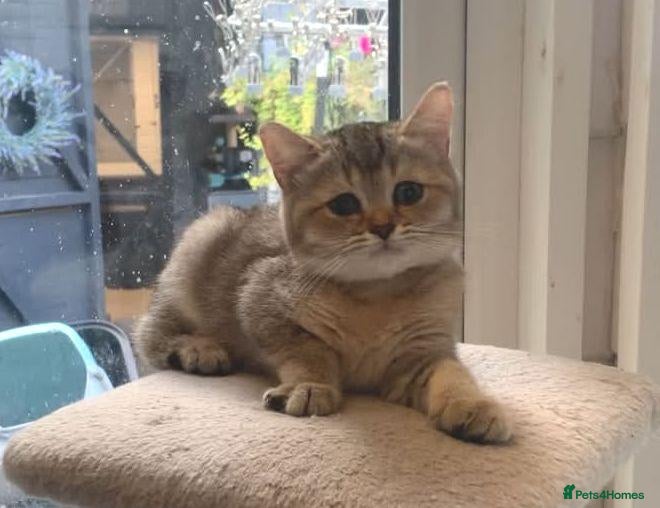 British Shorthair cats BSH Beautiful Golden Kitten 11 weeks old   - Advert 2