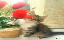 Russian Blue cats for sale:  2 adorable russain blue kittens for SALE - Image 12