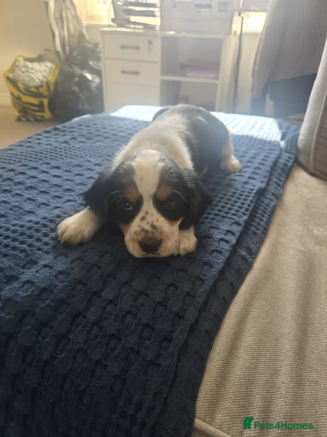 Cocker Spaniel dogs for sale: Stunning tri colour cocker boy avalible  - Advert 10