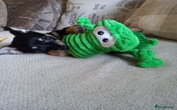 Jack Russell dogs for sale: Beautiful Jack russell puppy ( last one) - Image 9