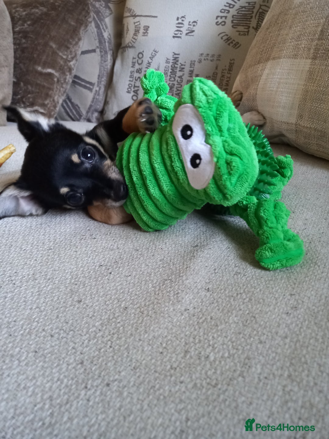 Jack Russell dogs for sale: Beautiful Jack russell puppy ( last one) - Image 9