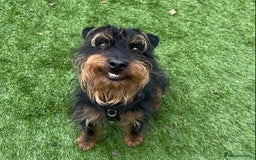 Jagdterrier dogs for adoption: Mowgli - Image 4