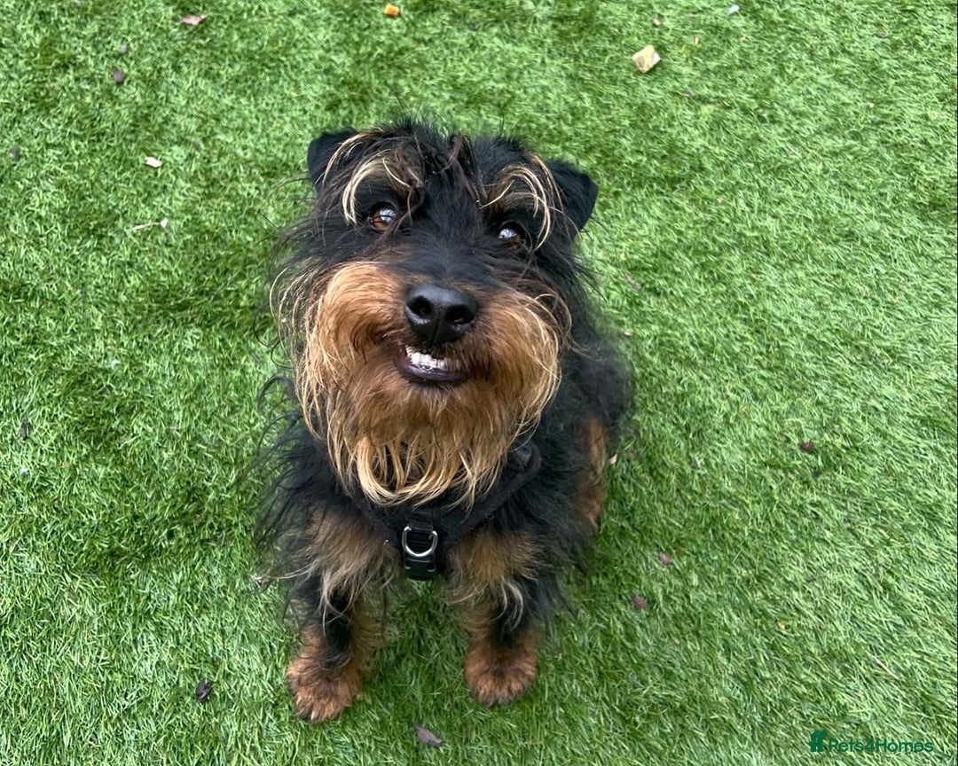 Jagdterrier dogs for adoption: Mowgli - Image 4