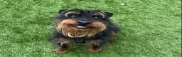 Jagdterrier dogs for adoption: Mowgli - Advert 4