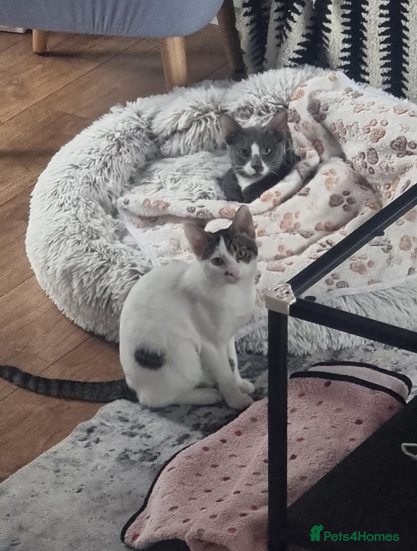 Oriental cats Oriental Shorthair Male and Female - Advert 9