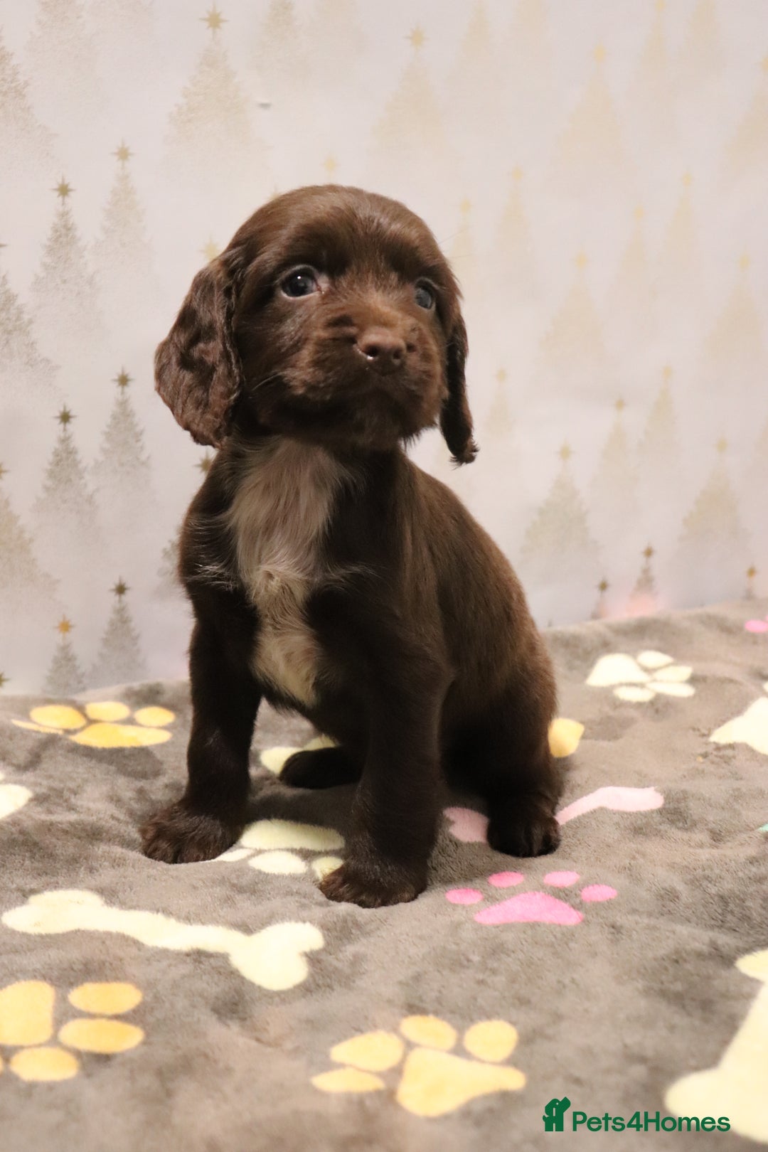 Cocker Spaniel dogs for sale: Fully Health Tested Cocker Spaniel Puppies  - Advert 27