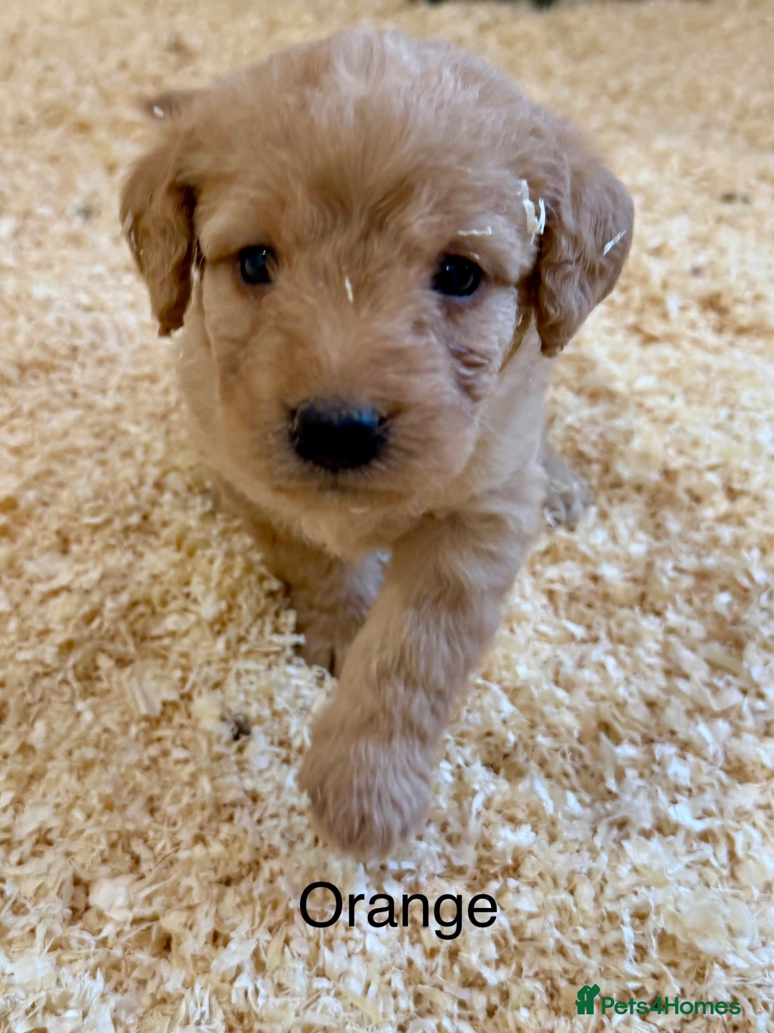 Labradoodle dogs Miniature Labradoodles frm licensed Exp breeder - Advert 1