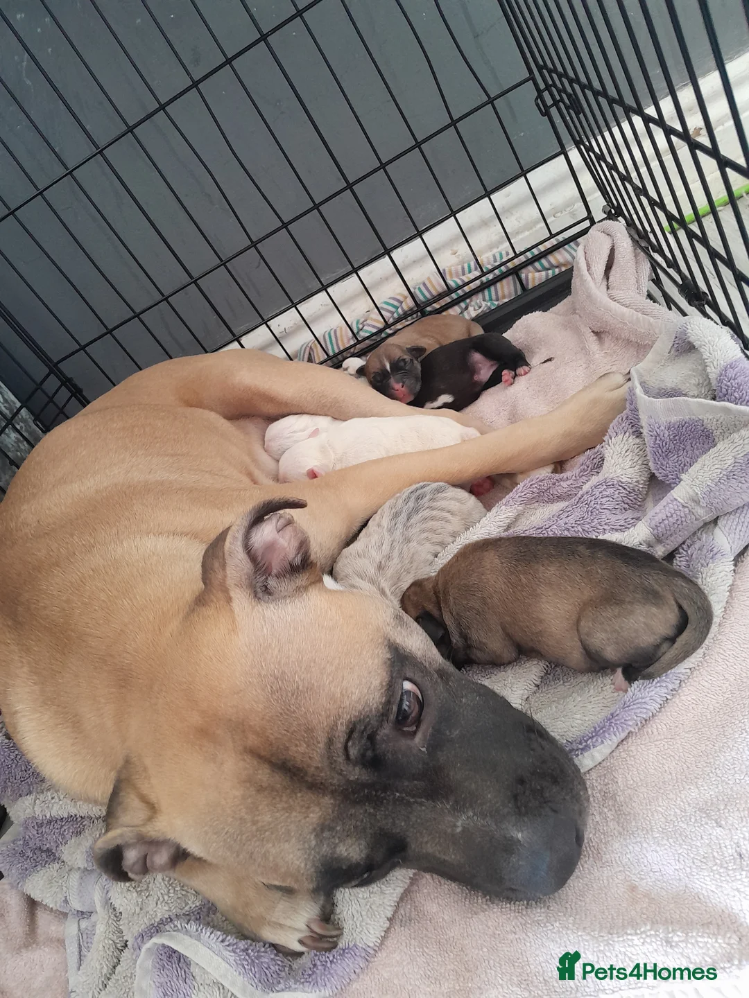 Mixed Breed dogs for sale: Mixed breed - Advert 12