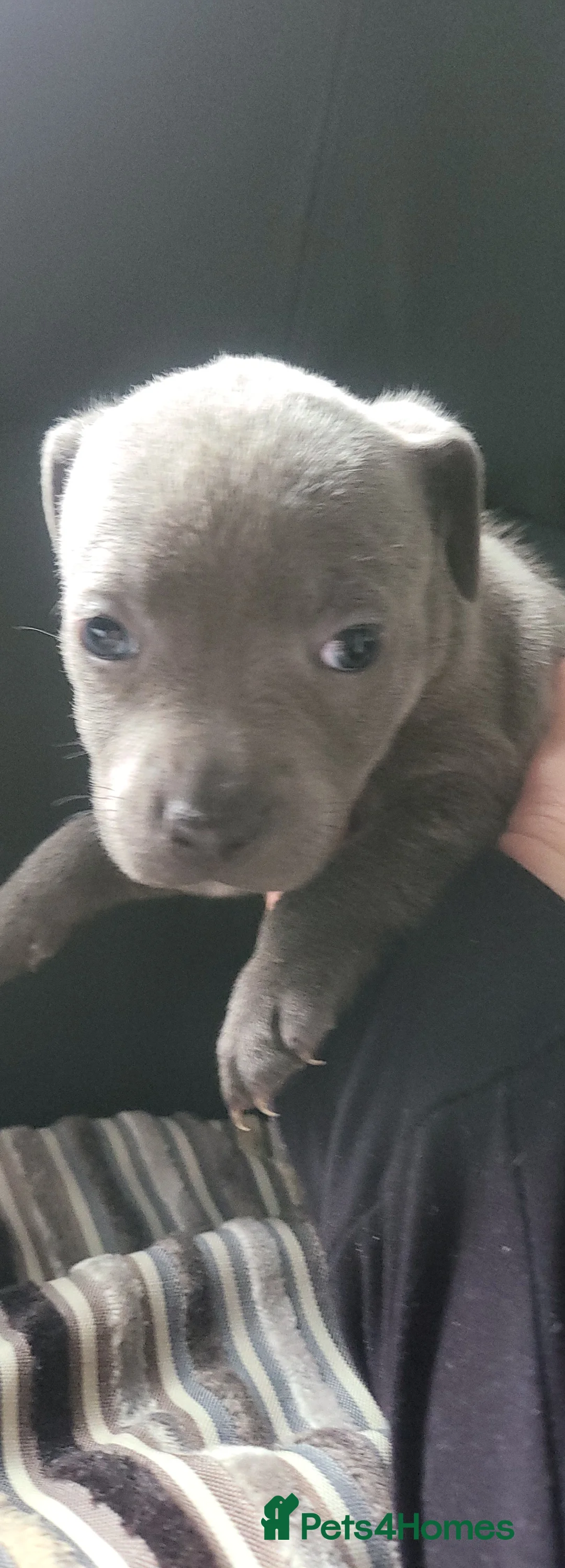 Staffordshire Bull Terrier dogs for sale: Beautiful blue staffy pups - Advert 2