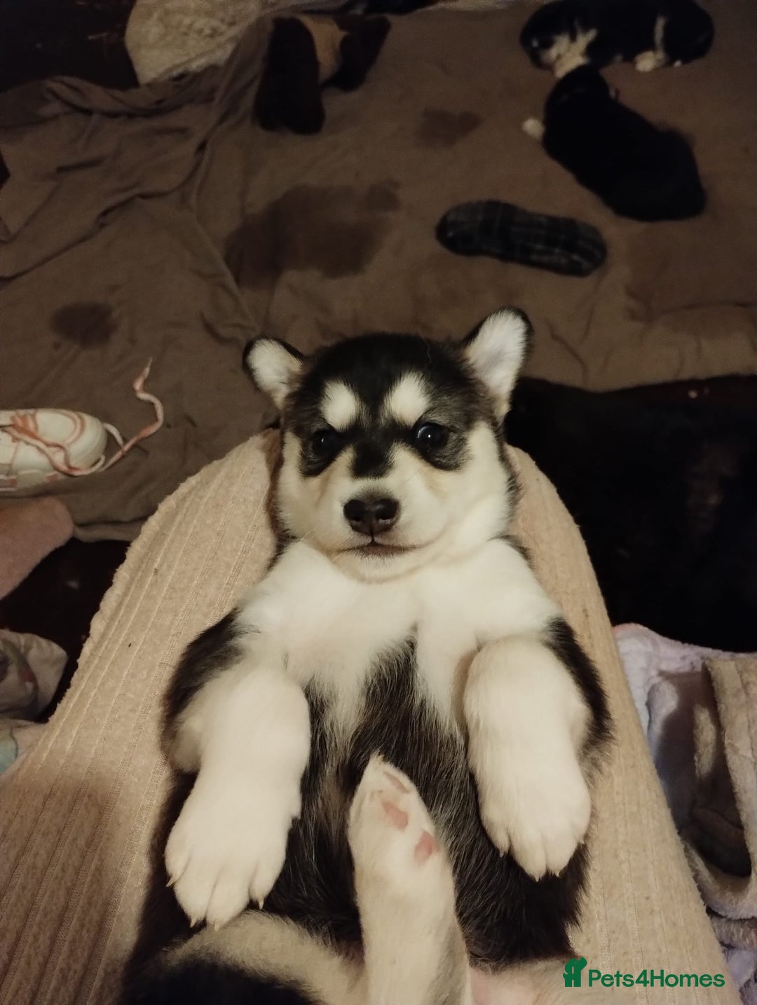 Mixed Breed dogs for sale:  Beautiful Husky x Suluki pups - Advert 5