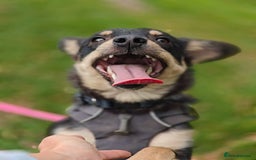 Mixed Breed dogs for adoption: 💖🐶 BUKA 🐶💖 - Image 10