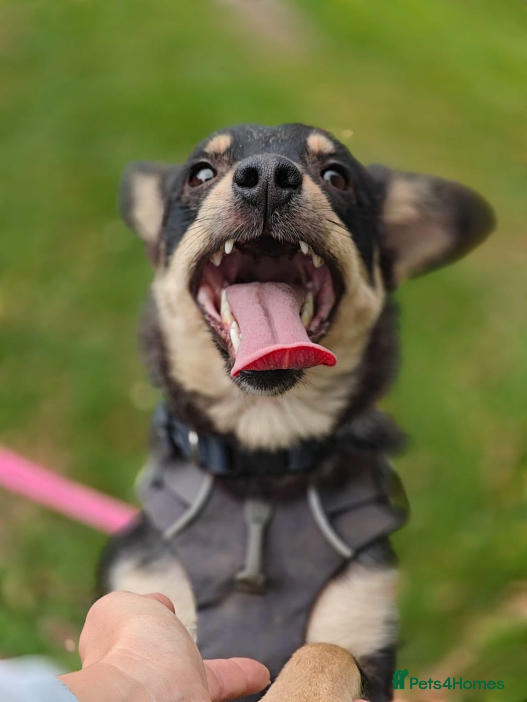 Mixed Breed dogs for adoption: 💖🐶 BUKA 🐶💖 - Image 10