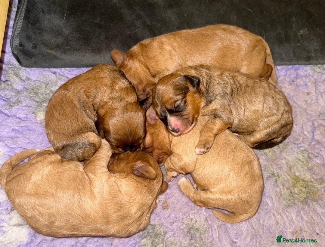 Cavapoo dogs for sale: Gorgeous Cavapoo Puppies  - Advert 10