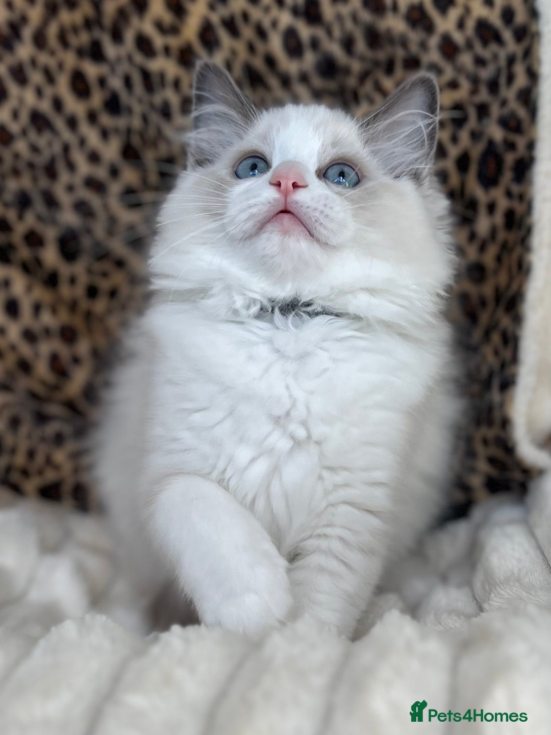 Ragdoll cats for sale: Beautiful Ragdoll girls - ready to reserve now! - Image 3