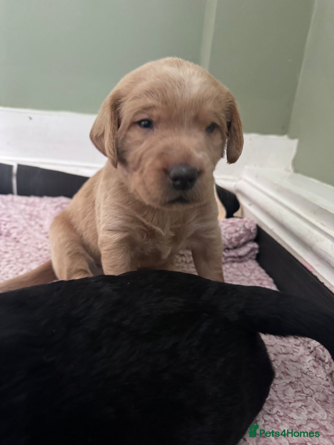Labradoodle dogs for sale: 7 beautiful labradoodle puppies wanting a home - Advert 21