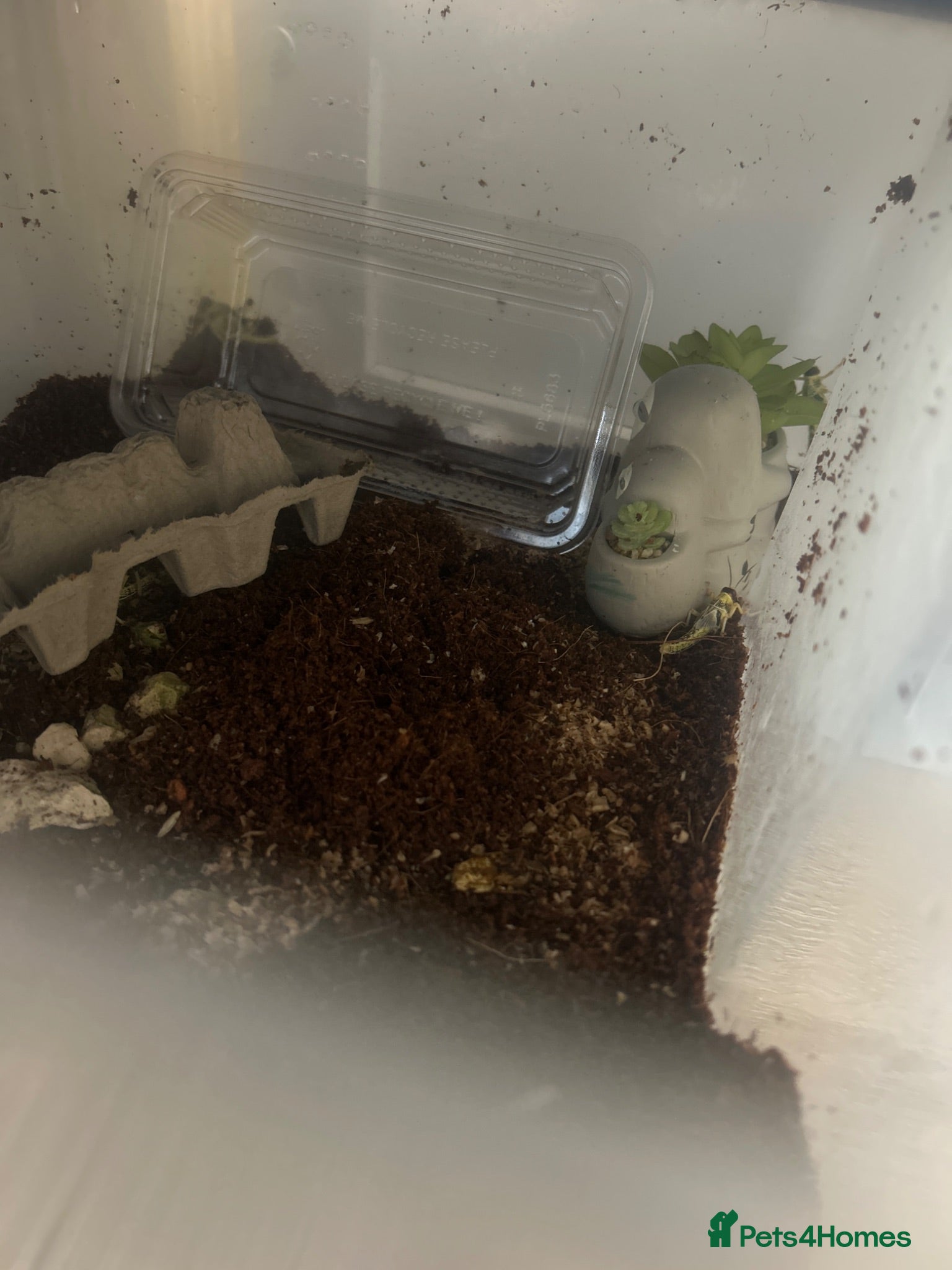 Mixed Breed invertebrates Feeding/pet crickets - Advert 2