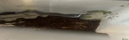 Mixed Breed invertebrates for sale: Feeding/pet crickets - Advert 1