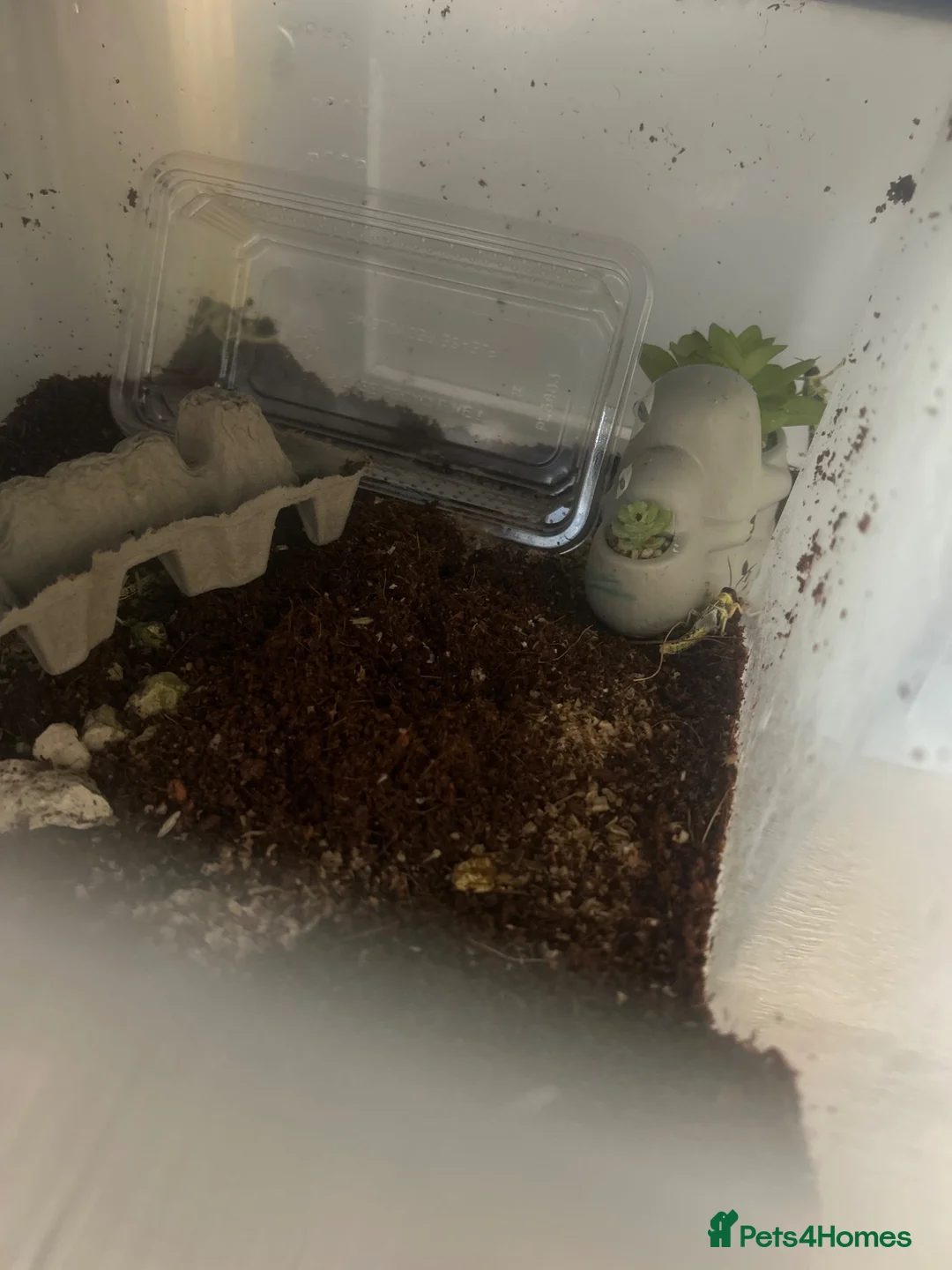 Mixed Breed invertebrates for sale: Feeding/pet crickets - Advert 1