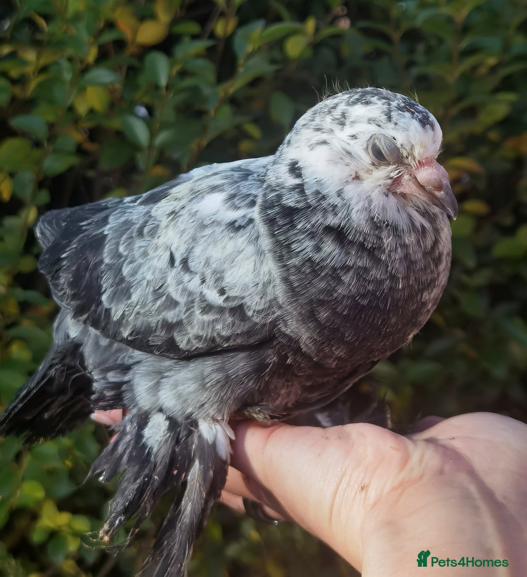 Pigeons birds for sale: Pigeons [Semi Hand-Raised] - Fancy & Racing Breeds - Advert 11