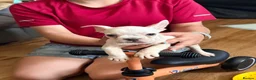 French Bulldog dogs for sale: REDUCED..FRENCH BULLDOG PUPPIES FOR SALE in London - Advert 10