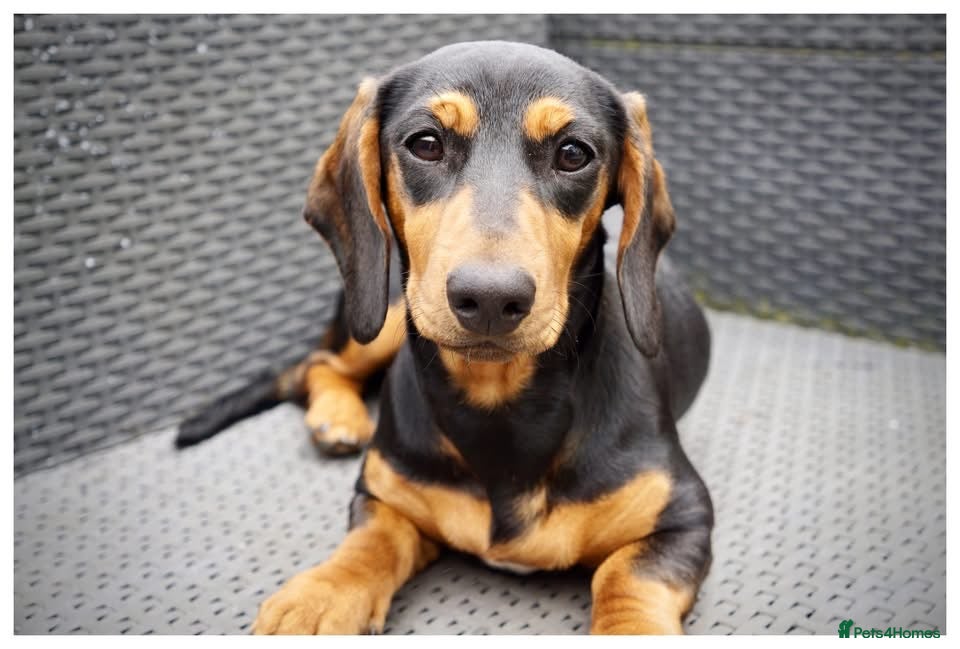 Dachshund dogs Female Dachshund  - Advert 4