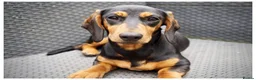 Dachshund dogs for sale: Female Dachshund  - Advert 1