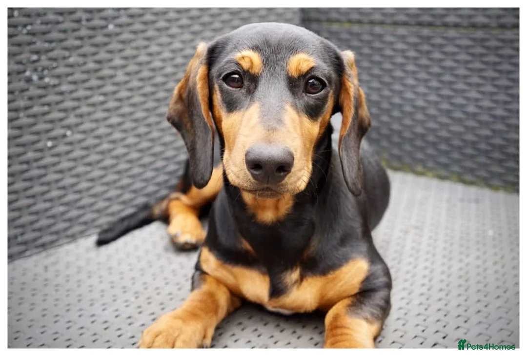 Dachshund dogs for sale: Female Dachshund  - Advert 1