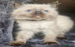 Ragdoll cats for sale:  FIFe Registered Ragdoll Kittens Champion Line - Image 12