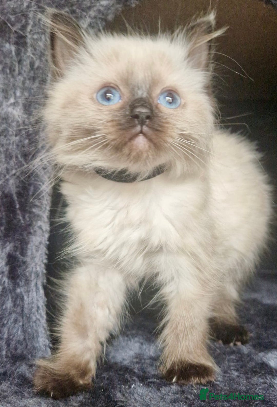 Ragdoll cats for sale:  FIFe Registered Ragdoll Kittens Champion Line - Image 12