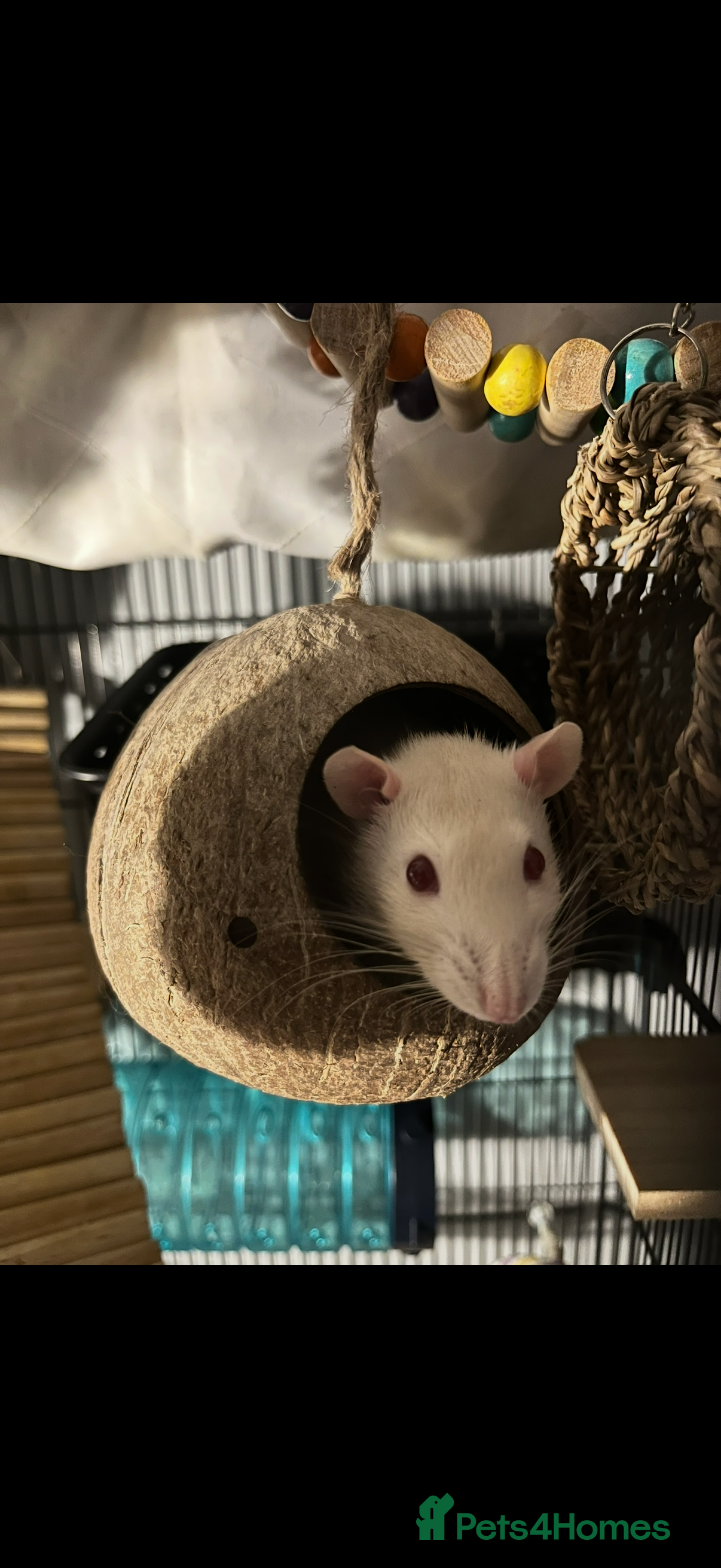 Rat rodents Albino white rat - Advert 1