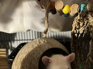 Rat rodents Albino white rat - Advert 1