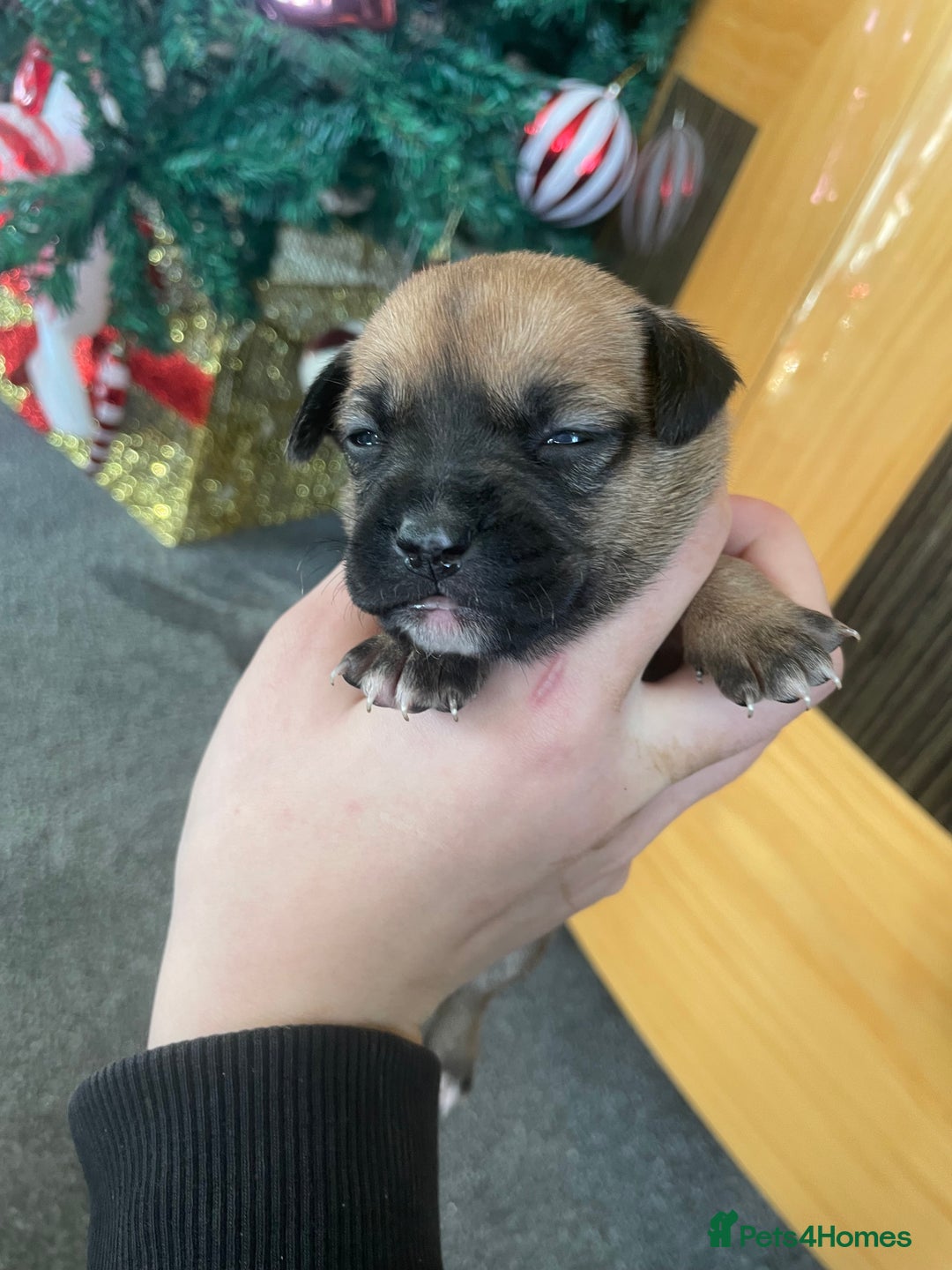 Mixed Breed dogs for sale: Bodeguero Andaluz x French Bulldog Puppies  - Advert 27