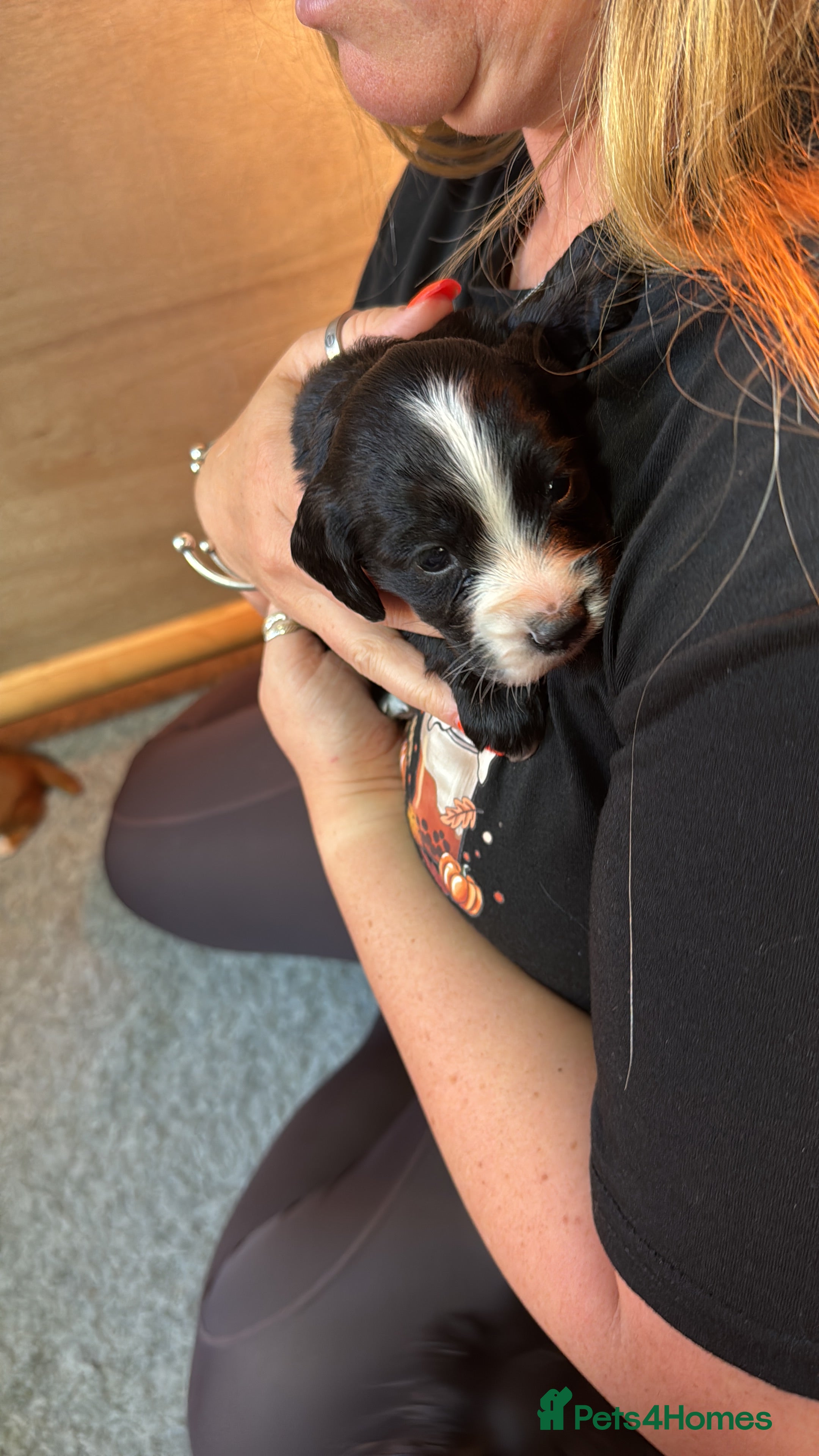 Cocker Spaniel dogs Stunning cocker spaniel puppies  - Advert 2