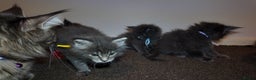 Maine Coon cats for sale: Beautiful Mainecoon Kittens Maine Coon Purebred - Advert 20