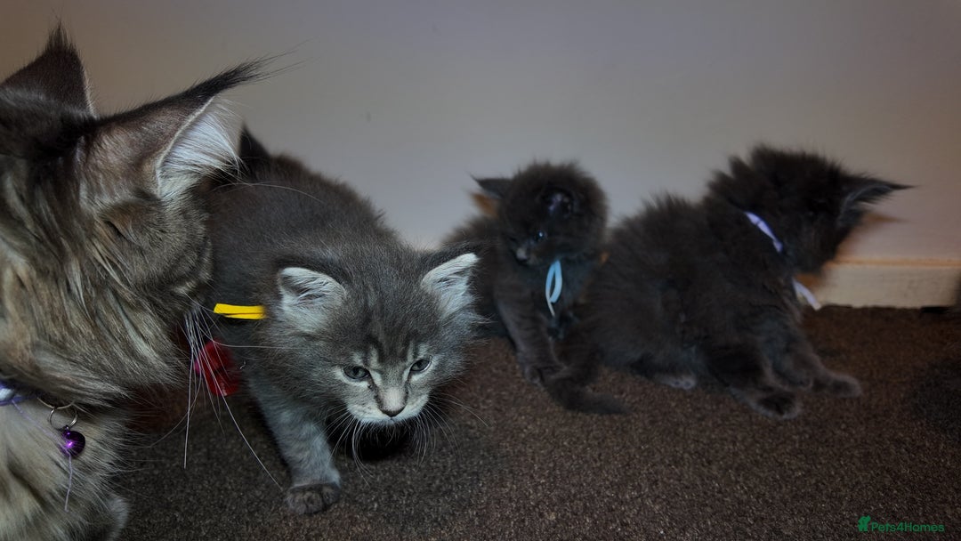 Maine Coon cats for sale: Beautiful Mainecoon Kittens Maine Coon Purebred - Advert 20