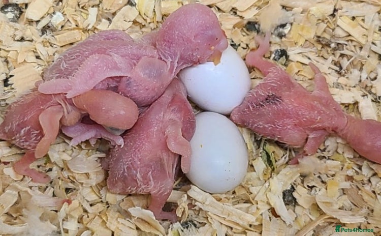 Budgerigars birds Exhibition baby budgies 1-2 weeks of age. - Advert 9